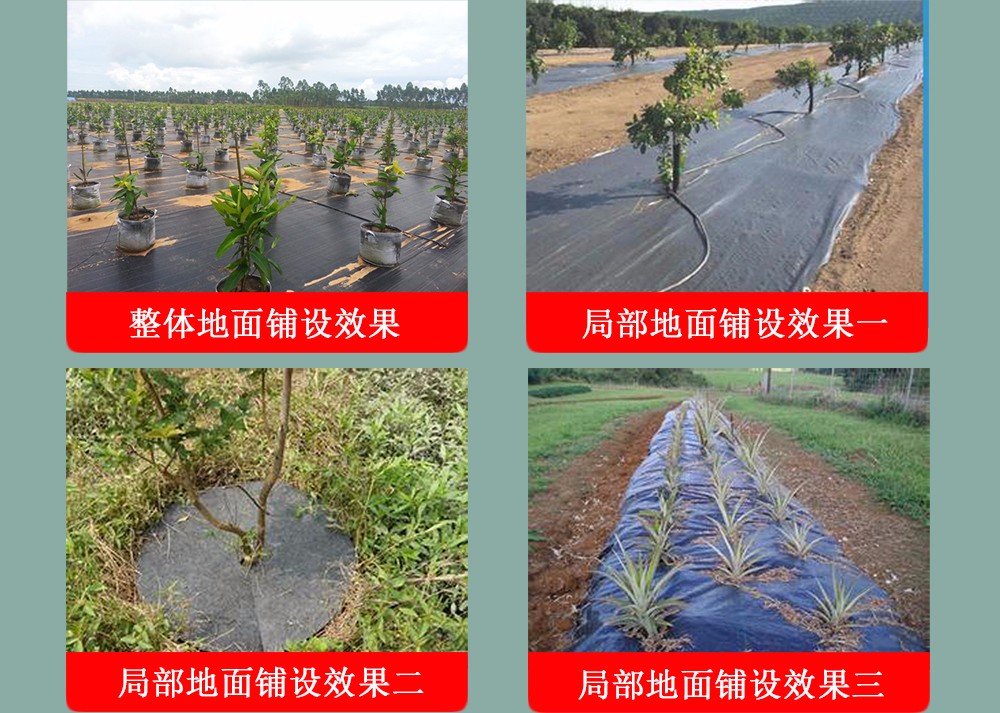 苗圃果園防草布鋪設(shè)效果