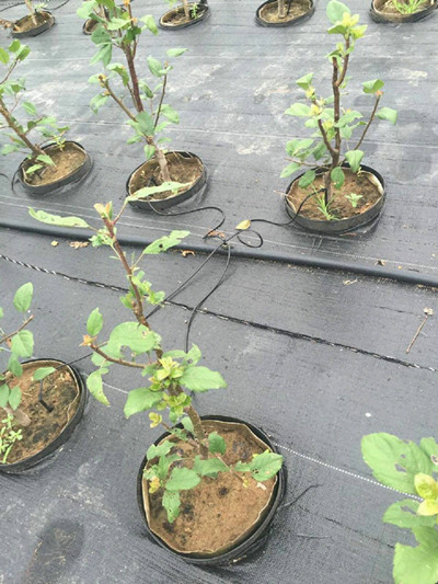 果園防草布實用圖片 防草布效果圖 葡萄地防草布