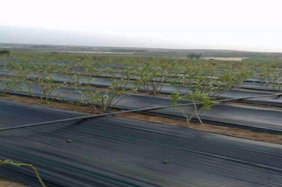 防草布使用效果怎么樣