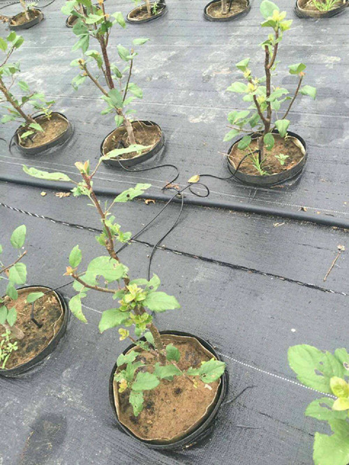 檸檬果園獨(dú)愛(ài)防草布(園藝地布)除草效果棒棒滴