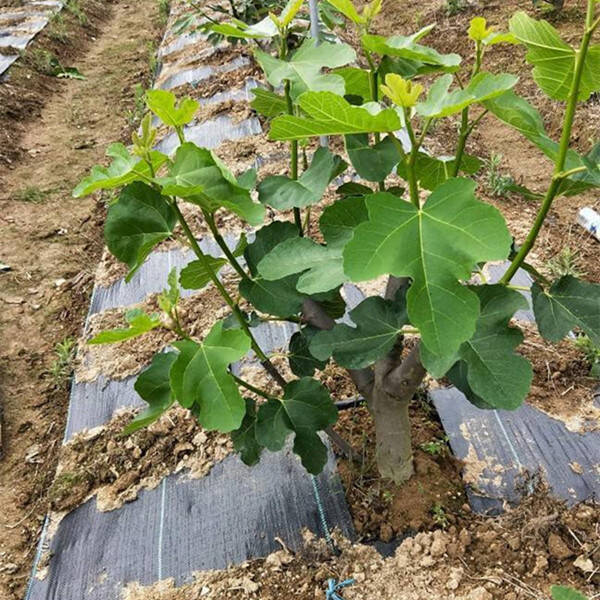 枸杞種植選用除草布都有哪些好處？