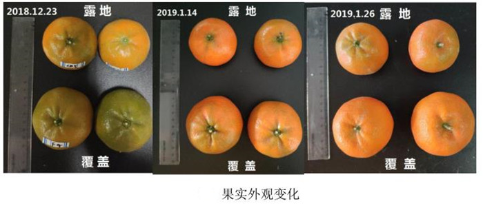 柑橘果園用防草布的作用有多大？